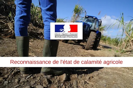 calamité