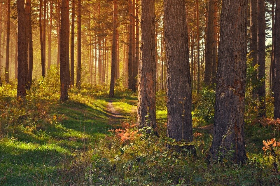 forest 89179 960 720
